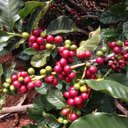 pé de café