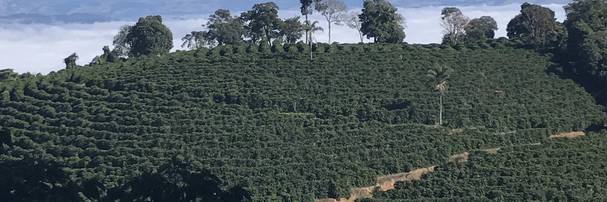 cafezal